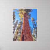 Giant Sequoia Tree im Wald Leinwanddruck (Vorderseite)