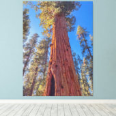 Giant Sequoia Tree im Wald Leinwanddruck (Insitu (Holzboden))