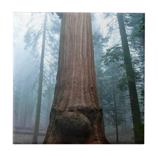 Giant Sequoia Tree in Grant Grove, CA Fliese (Vorderseite)