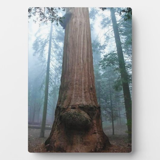 Giant Sequoia Tree in Grant Grove, CA Fotoplatte (Vorderseite)