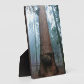 Giant Sequoia Tree in Grant Grove, CA Fotoplatte (Seite)
