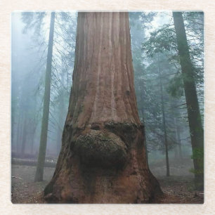 Giant Sequoia Tree in Grant Grove, CA Glasuntersetzer