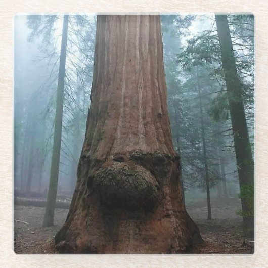 Giant Sequoia Tree in Grant Grove, CA Glasuntersetzer (Vorderseite)