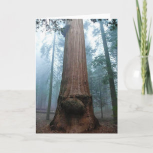 Giant Sequoia Tree in Grant Grove, CA Karte