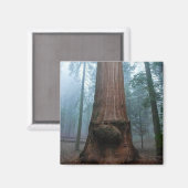 Giant Sequoia Tree in Grant Grove, CA Magnet (Vorderseite/Rückseite)