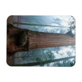 Giant Sequoia Tree in Grant Grove, CA Magnet (Horizontal)