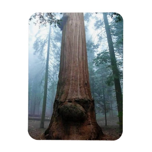 Giant Sequoia Tree in Grant Grove, CA Magnet (Vertikal)