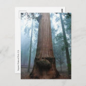 Giant Sequoia Tree in Grant Grove, CA Postkarte (Vorne/Hinten)