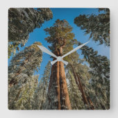 Giant Sequoia Tree in the Snow Quadratische Wanduhr (Vorderseite)