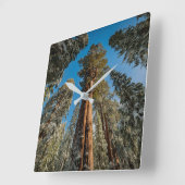 Giant Sequoia Tree in the Snow Quadratische Wanduhr (Winkel)