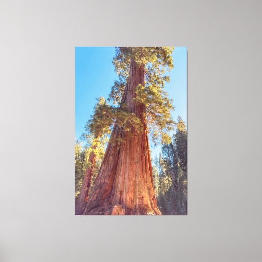 Giant Sequoia Tree Leinwanddruck (Vorderseite)