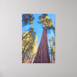 Giant Sequoia Tree Leinwanddruck