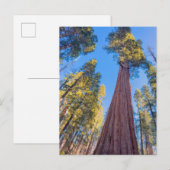 Giant Sequoia Tree under the Sun Postkarte (Vorne/Hinten)