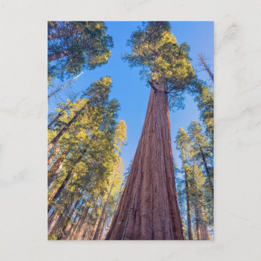 Giant Sequoia Tree under the Sun Postkarte (Vorderseite)