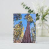 Giant Sequoia Tree under the Sun Postkarte (Stehend Vorderseite)