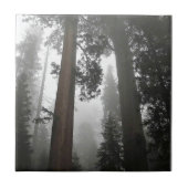 Giant Sequoia Trees in the Fog, CA Fliese (Vorderseite)
