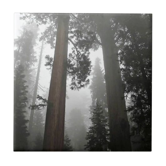 Giant Sequoia Trees in the Fog, CA Fliese (Vorderseite)