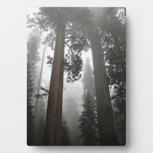 Giant Sequoia Trees in the Fog, CA Fotoplatte