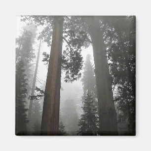 Giant Sequoia Trees in the Fog, CA Magnet