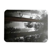 Giant Sequoia Trees in the Fog, CA Magnet (Horizontal)