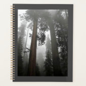 Giant Sequoia Trees in the Fog, CA Planer (Vorderseite)