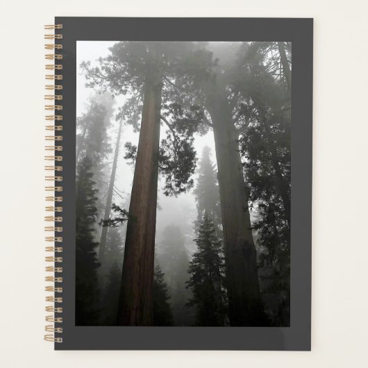 Giant Sequoia Trees in the Fog, CA Planer (Vorderseite)