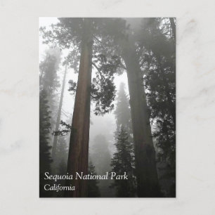 Giant Sequoia Trees in the Fog, CA Postcard Postkarte
