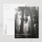 Giant Sequoia Trees in the Fog, CA Postcard Postkarte (Vorne/Hinten)