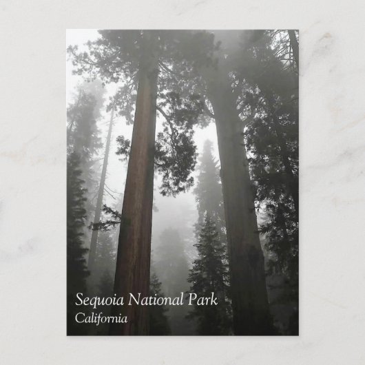 Giant Sequoia Trees in the Fog, CA Postcard Postkarte (Vorderseite)