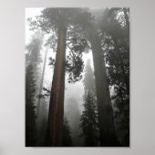 Giant Sequoia Trees in the Fog, CA Poster (Vorne)