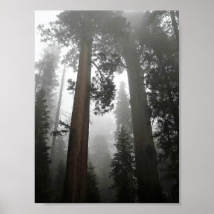 Giant Sequoia Trees in the Fog, CA Poster