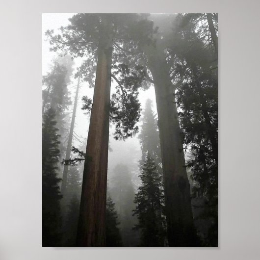 Giant Sequoia Trees in the Fog, CA Poster (Vorne)
