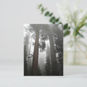 Giant Sequoia Trees in the Fog, CA Postkarte (Stehend Vorderseite)