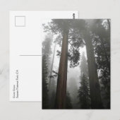 Giant Sequoia Trees in the Fog, CA Postkarte (Vorne/Hinten)