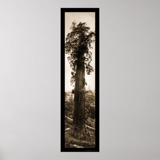 Giant Sequoia Wonder Foto 1915 Poster (Vorne)