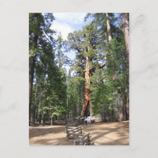 Giant Sequoia, Yosemite-Nationalpark Postkarte