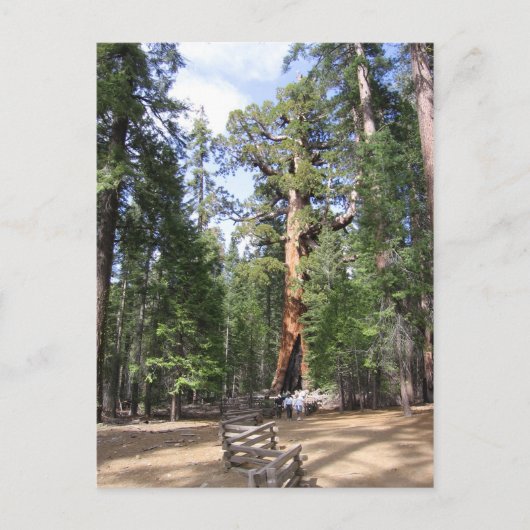 Giant Sequoia, Yosemite-Nationalpark Postkarte (Vorderseite)