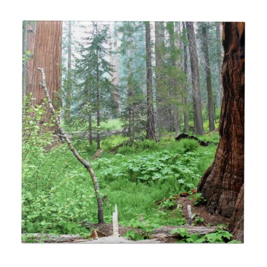Giant Sequoias in Grant Grove, CA Fliese (Vorderseite)