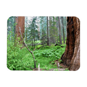 Giant Sequoias in Grant Grove, CA Magnet