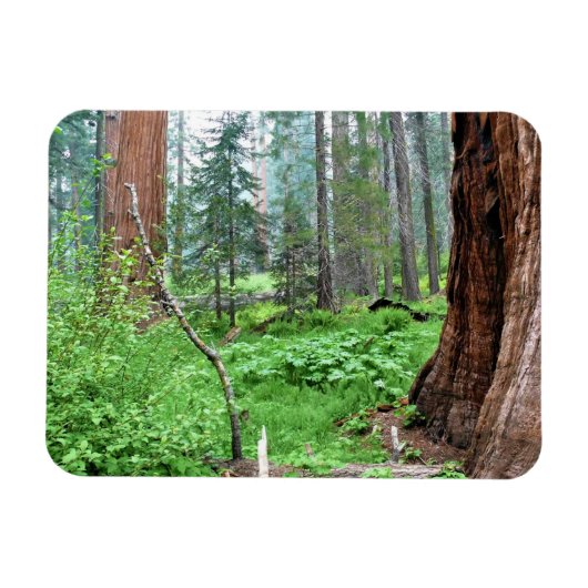 Giant Sequoias in Grant Grove, CA Magnet (Horizontal)