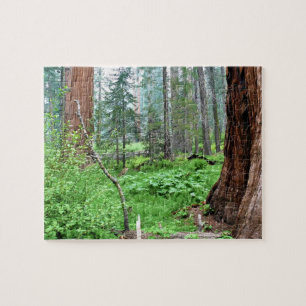 Giant Sequoias in Grant Grove, CA Puzzle