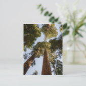 Giant Sequoias in Sequoia National Park Postkarte (Stehend Vorderseite)
