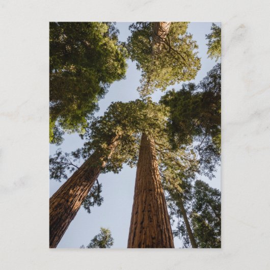 Giant Sequoias in Sequoia National Park Postkarte (Vorderseite)