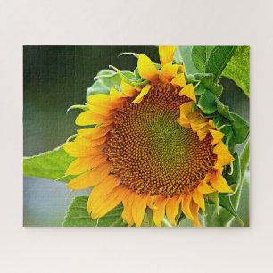 Giant Sunflower Puzzle
