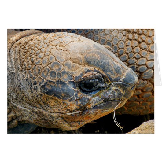 GIANT TORTOISE CARD (Vorderseite (Horizontal))