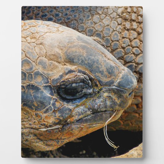 GIANT TORTOISE FOTOPLATTE (Vorderseite)