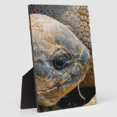 GIANT TORTOISE FOTOPLATTE (Seite)