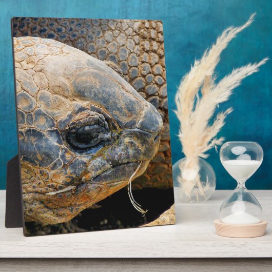 GIANT TORTOISE FOTOPLATTE (Seite)