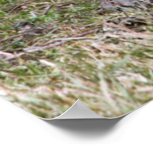 Giant Tortoise | Galapagos Poster (Ecke)