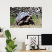 Giant Tortoise | Galapagos Poster (Heimbüro)